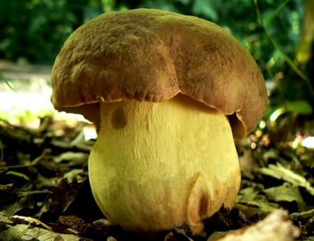   -Boletus appendiculatus